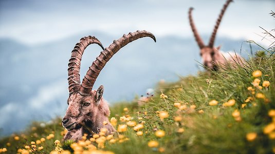 The imposing alpine ibex enjoys the peace and quiet. Copyright by Felix Mittermeier.