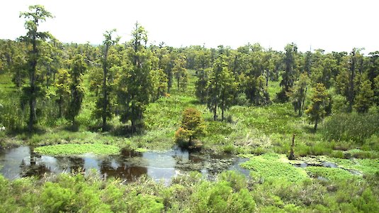 Blick über ein Moor. Copyright by Alfaro Prieto. FreeImages.