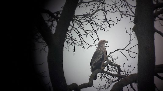 A young Eastern Imperial Eagle. Copyright by Josef E. Galdberger.