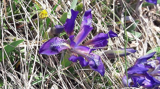 Dwarf iris (Iris pumila). Copyright by Josef E. Galdberger.