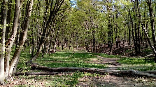 Frühling im Wienerwald. Copyright by Josef E. Galdberger.