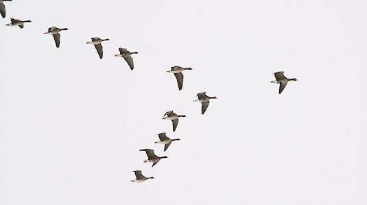 Greater White-fronted Geese are so-called "winterers" in Austria. Copyright by Toivo Lagerweija. freeimages. Greater White-fronted Geese are so-called "winterers" in Austria. Copyright by Toivo Lagerweija. freeimages.