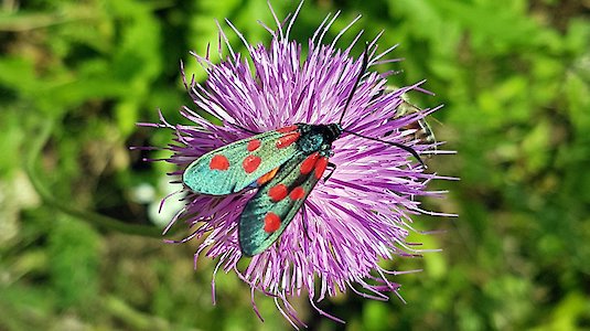 Zygaena lonicera im Ybbstal. Copyright by Tanja Lumetsberger.