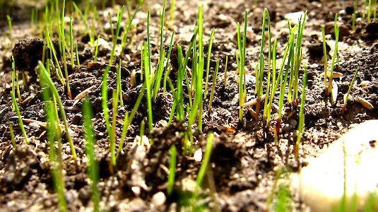 The bioeconomy is thriving, like the grasses in the picture. Copyright by klsa12. freeimages.