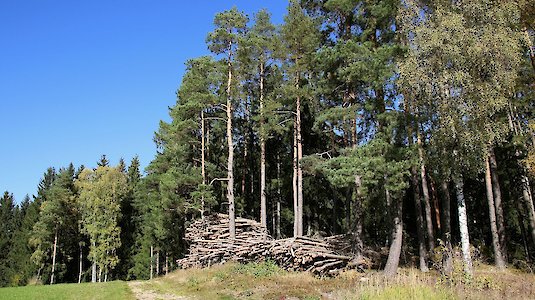 Austria's forest, as a starting point for many human activities, e.g. those of the bioeconomy.