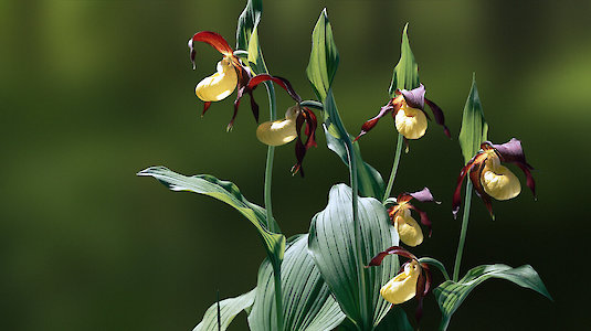 Der Gelbe-Frauenschuh, Cypripedium calceolus. Copyright by Johannes Poetscher.