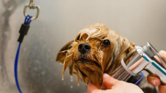 Washing a dog. Copyright by Aleksandr Takolov (pixabay)
