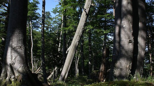 Wald mit Sonnenlicht. Copyright by Bernd Pfleger.