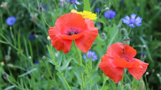 Klatschmohn