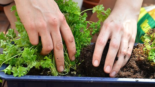 Hände pflanzen Petersilie in torffreier Erde ein