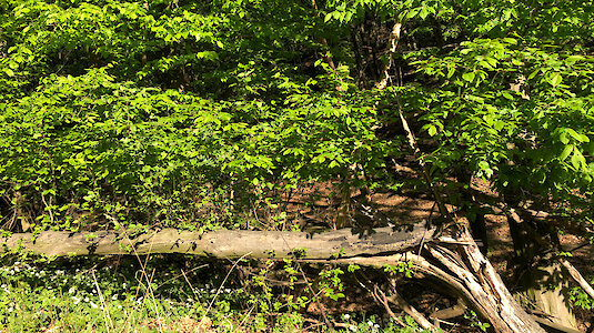 Wald